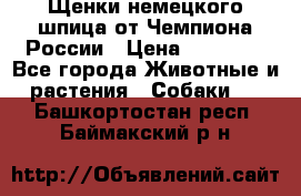 Щенки немецкого шпица от Чемпиона России › Цена ­ 50 000 - Все города Животные и растения » Собаки   . Башкортостан респ.,Баймакский р-н